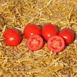 Чезена F1 семена томата дет. ультрараннего 85-95 дн. 75-80гр. красный (LibraSeeds)