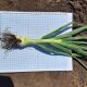 Альбатрос F1 семена лука репчатого озимого позднего 280-290 дн. 150-250 гр. (LibraSeeds)