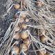 Джела F1 семена лука репчатого среднего 100-110 дн. 120-250 гр. желтого (LibraSeeds)