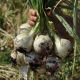 Примо Бланко F1 семена лука репчатого среднего 110-115 дн. 160-250 гр. белого (LibraSeeds)
