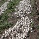 Примо Бланко F1 семена лука репчатого среднего 110-115 дн. 160-250 гр. белого (LibraSeeds)