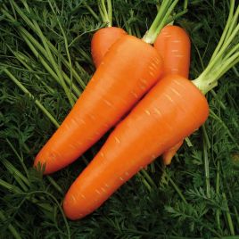 Морковь Мирафлорес F1 (1,8-2,0)