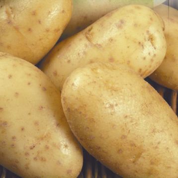 Милена семена картошки купить Seedera, цена в интернет-магазине СупермаркетСемян