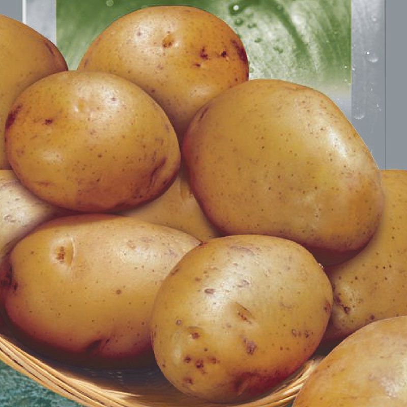 Картофель краса отзывы. Семена картофель реванш. Семена картофеля Триумф.