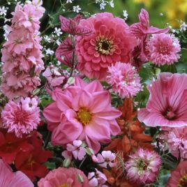 Суміш квіткова Рожевий світанок Еліт Серія