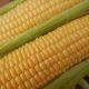 Роттердам F1 семена кукурузы Sh2 ультраранней 66-69 дн. 22-23 см 14-16 р. (Мнагор)