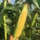 Импресарио F1 семена кукурузы Sh2 ультраранней 63-65 дн. (Мнагор)