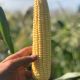 Импресарио F1 семена кукурузы Sh2 ультраранней 63-65 дн. (Мнагор)