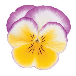 Ультіма Radiance Lilac насіння віоли (Sakata)