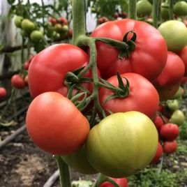 Пінк Овал F1 насіння томату індет. 250г рож. (Yuksel)
