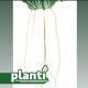 ПЛ 421 F1 (PL 421 F1) семена редьки 65 дн. 1000 гр. цилиндр. бел. (Asia Seed)
