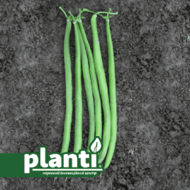 ПЛ 120 (PL 120) насіння квасолі спаржевої кущової середньої 72 днів зел. (Bakker Brothers)