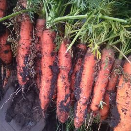 Гладіус F1 (калібр. 1,6-1,8 мм) насіння моркви тип Нантес середньої 120 дн. 18-20 см (Takii Seeds)