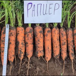 Рапир F1 (калибр. 1,6-1,8 мм) семена моркови тип Нантес средней 120 дн. 18-20 см (Takii Seeds)