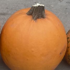 Апрентис семена тыквы средней 100-110 дн. 9-14 кг оранж. (Clause)