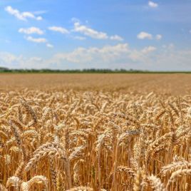 Пшениця озима Ветеран Еліта