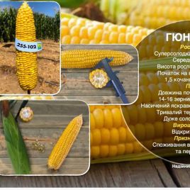 Гюнес F1 насіння кукурудзи Sh2 ранньої 23-25 см 14-16 р. (Yuksel)