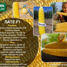 Лате F1 насіння кукурудзи Sh2 середньоранньої 26-28 см 18-20 р. (Yuksel)