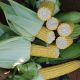 Харди F1 семена кукурузы суперсладкой Sh2 средней 78-79дн. 23см 16-18 ряд. (Hazera)