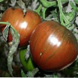 Бычье сердце шоколадное семена томата индет. среднего 110-120дн. сердц. 300-500гр. коричн. (Semenaoptom)