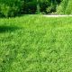 Медленный рост Greenfield семена газонной травы (Feldsaaten Freudenberger GmbH)