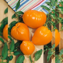 Бичаче серце помаранчеве насіння помідора індетермінантного (Semenaoptom)