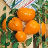 Бычье сердце оранжевое семена томата индет. среднего 110-120дн. сердц. 100-400гр. оранж. (Semenaoptom)