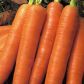 Королева осені насіння моркви (Semenaoptom)