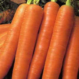 Королева осени семена моркови Флакке поздней 120-140 дн. 20-25 см (Semenaoptom)