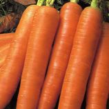 Королева осени семена моркови Флакке поздней 120-140 дн. 20-25 см (Semenaoptom)