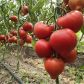 Пеконет F1 насіння томата напівдетермінантного (Syngenta)