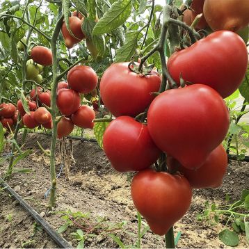 Пеконет F1 насіння томата напівдетермінантного (Syngenta)