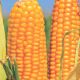 Тор F1 семена кукурузы среднеранней 16 р. кормовой (ВНІС)