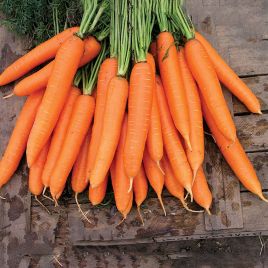 Морковь Сиркана F1 (2,0-2,2) 