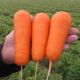 Боливар F1 (инкруст.1,8) семена моркови Шантане средней (Clause)