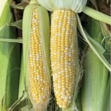 БСС 1075 F1 (BSS 1075 F1) семена кукурузы суперсладкой Sh2 ранней 65-75 дн. 21-22 см 16-18 р. биколор (Syngenta)