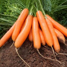 Альянс F1 (1,8-2,0) семена моркови Нантес среднеранней (Nunhems)