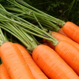 Флоранс F1 (2,0-2,2) семена моркови Нантес среднеранней (Nunhems)