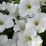 Эспрессо гранде Вайт F1 (White) семена петунии грандифлора 18-23 см дражированые (Floranova)