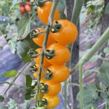 Єллоу Бідс F1 насіння помідора індетермінантного коктейльного жовтого (Spark Seeds)