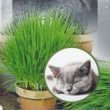 Трава для котів 