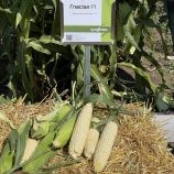 Гласіал F1 насіння кукурудзи суперсолодкої Sh2 середньої 76-77 дн. біл.(Syngenta)