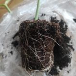 Титан F1 семена подвоя для дыни и арбуза (ZKI)