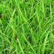 Устойчива к вытаптыванию семена газонной травы (Feldsaaten Freudenberger GmbH)
