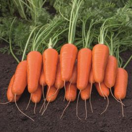 Морковь Каспи F1 B-mox (1,6-1,8мм) 