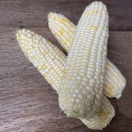 Айрон F1 (ESW32 F1) семена кукурузы суперсладкой Sh2 ранней белой (Spark Seeds)