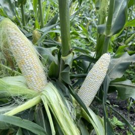 Вайт Туз F1 семена кукурузы суперсладкой Sh2 ранней 67 дн. 20-22 см белой (Spark Seeds)