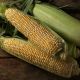Ракель F1 семена кукурузы суперсладкой Sh2 биколор (Clause)