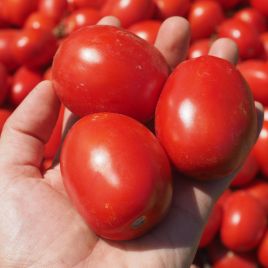 Оливенза F1 семена томата дет. среднераннего 120 дн. 80 г. слив. красный (Clause)