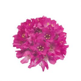 Утренняя звезда темно-розовая семена армерии многол. (Benary)
